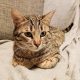 Tabby cat sitting with paws folded under her.