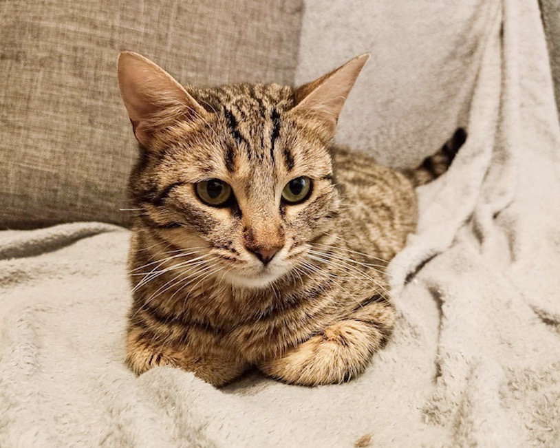 Tabby cat sitting with paws folded under her.