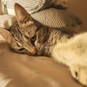 Tabby cat laying down, looking at camera.