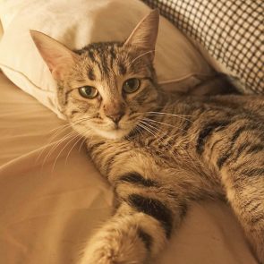 Tabby cat laying on her side, looking at camera.