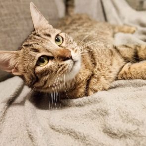 Tabby cat laying down, looking up at camera.