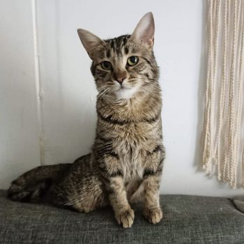 Tabby cat sitting up, facing camera.