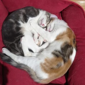 Two sweet and cuddly kittens curled up in a cat bed
