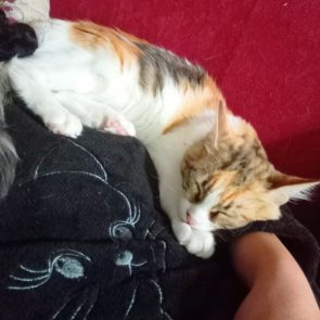 ένα από τα δύο γλυκά γατάκια κοιμάται σε έναν ώμο