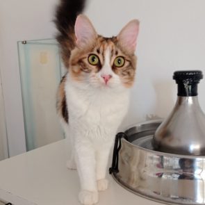 One of two sweet and cuddly kittens standing on a tabletop