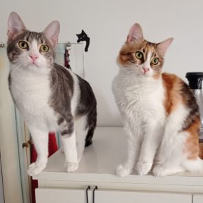 Two sweet and cuddly kittens sitting on a counter