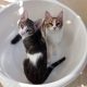 Two sweet and cuddly kittens sitting in a plastic basin