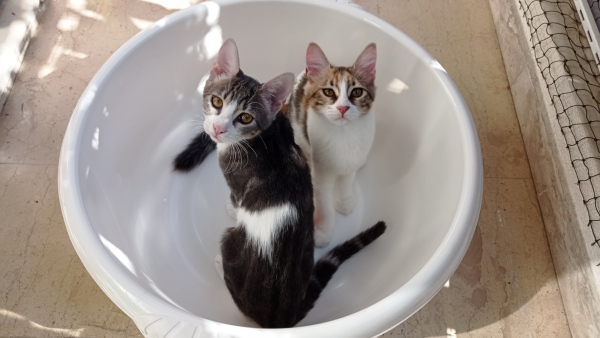 Two sweet and cuddly kittens sitting in a plastic basin