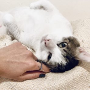 A cat rescued in terrible condition is lying on his back and getting pats.