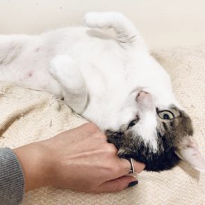 Sandy, a cat rescued in terrible condition, receives head pats while lying on his back