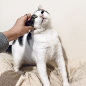 A cat rescued in terrible condition enjoying scratches behind his ear