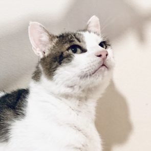 Headshot of Sandy, a cat rescued in terrible condition