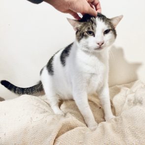 A cat rescued in terrible condition is shown later on receiving head pats