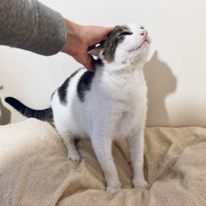 A cat rescued in terrible condition now receives pats in his foster home