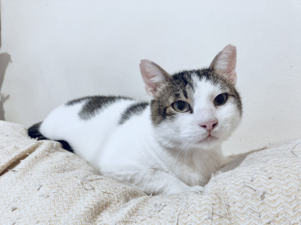 Sandy lying in bed in his foster home