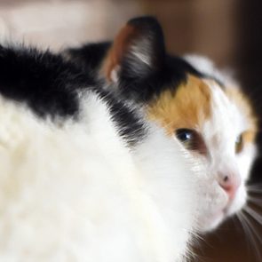 A zoomed in photo of a fluffy calico