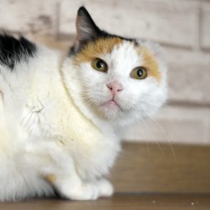 A fluffy calico turns to see who is looking at her