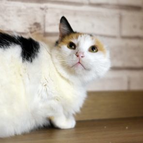 A fluffy calico missing an ear