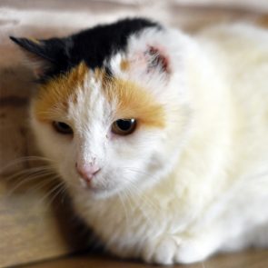A fluffy calico cat with a missing ear
