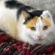 A fluffy calico, missing an ear, looks into the camera