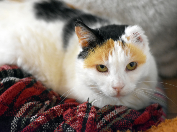 A fluffy calico, missing an ear, looks into the camera