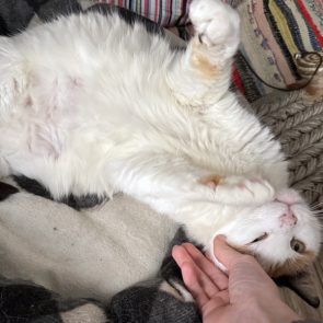 A fluffy calico lying on her back and receiving pats from human