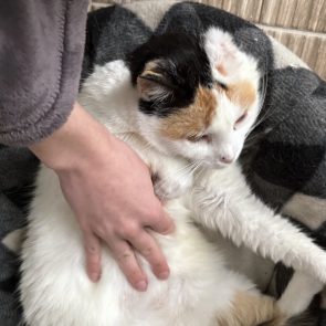 A fluffy calico being patted by a human