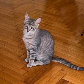 A gorgeous silver-tabby sits on a wooden floor