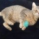 A silver-tabby lying on her side playing with a fluffy toy
