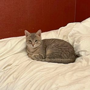 A gorgeous silver-tabby lying on a bed