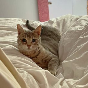 This silver-tabby lies on a bed looking right at us