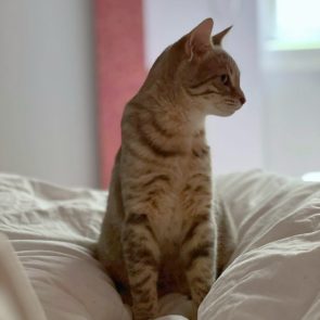 Profile of a silver-tabby perched on a bed