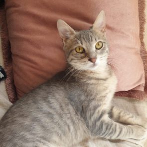 A silver-tabby leaning on a pillow
