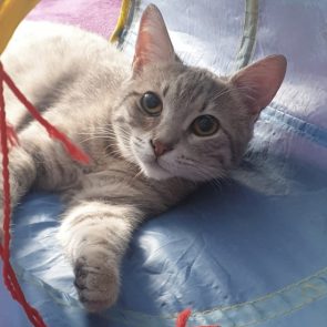 A silver-tabby lying with some toys