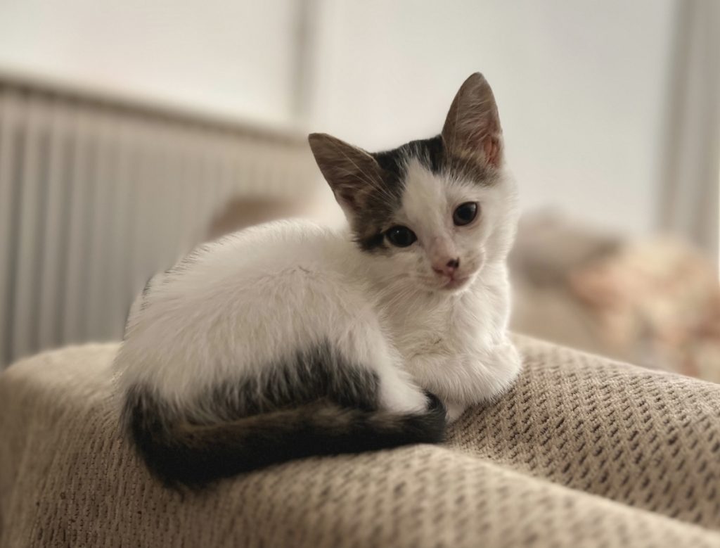 kitten sitting on the sofa
