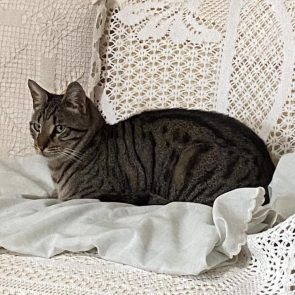 Sweet little guy Edison curled up on seat.