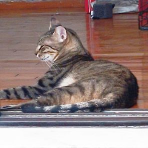 An injured stray cat relaxes in his foster home