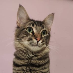 An injured cat sits in his foster home