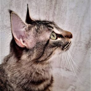 A profile of an injured cat