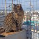 A stray cat sits outside in a fenced area.
