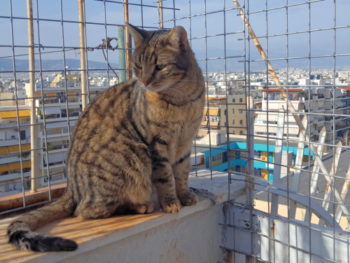 A stray cat sits outside in a fenced area.