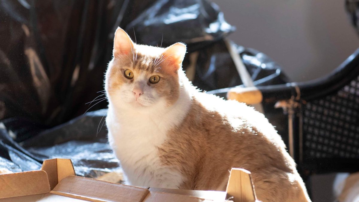 beautiful ginger and white cat posing for the camera