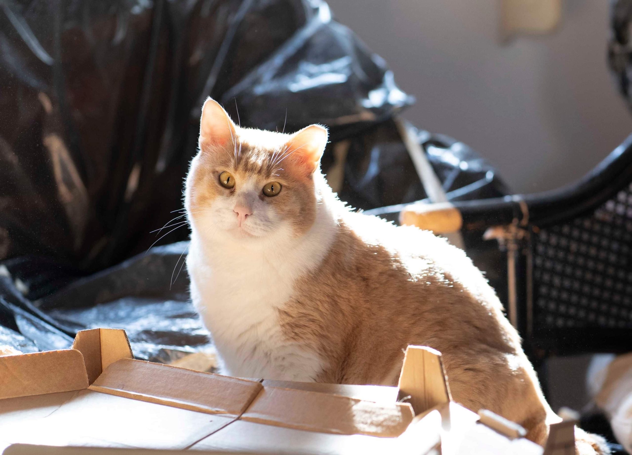 beautiful ginger and white cat posing for the camera