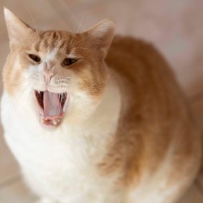 ginger and white cat having a big yawn