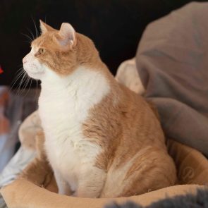 ginger and white cat profile picture