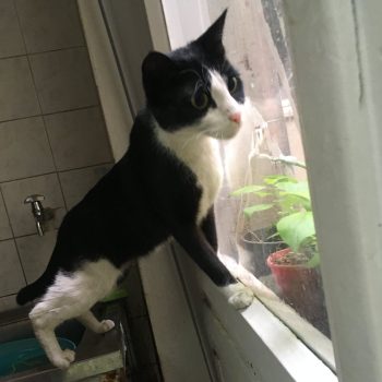 black and white cat looking out the window
