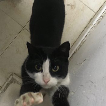 black and white cat stretching