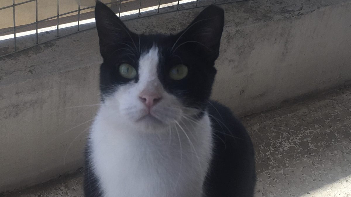 black and white cat looking at camera