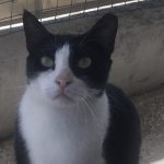 black and white cat looking at camera