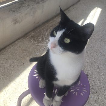 black and white cat on a purple stool